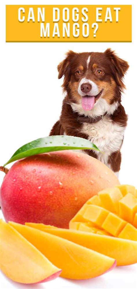 Can Dogs Eat Mango? 6 Amazing Nutrients That You ...